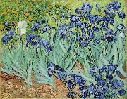 Vincent Van Gogh, Irises